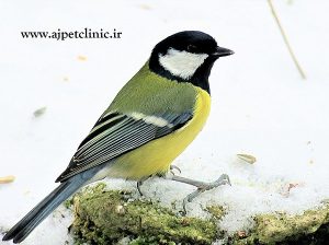 سرد شدن پای پرنده