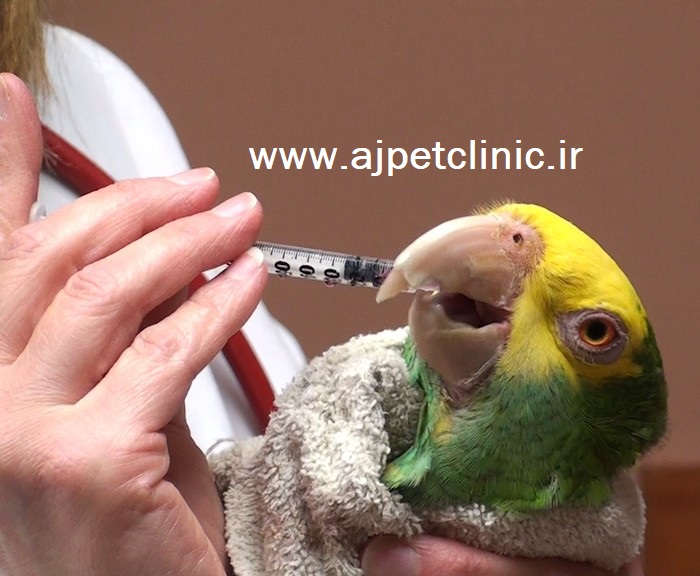 آموزش دارو دادن خوراکی به پرنده