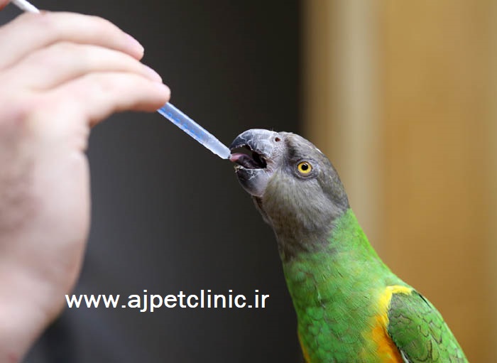 دارو دادن خوراکی به طوطی