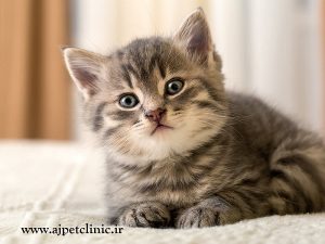 فلجی پا در بچه گربه‌ها