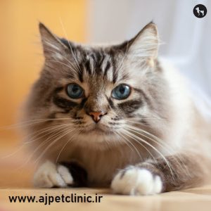 عطسه و آبریزش بینی در گربه‌ها