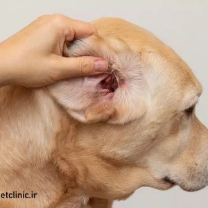 عفونت گوش سگ